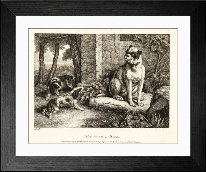Framed Print : Two spaniels barking at a bulldog with a bell on its collar Framed Print : Two spaniels barking at a bulldog with a bell on its collar