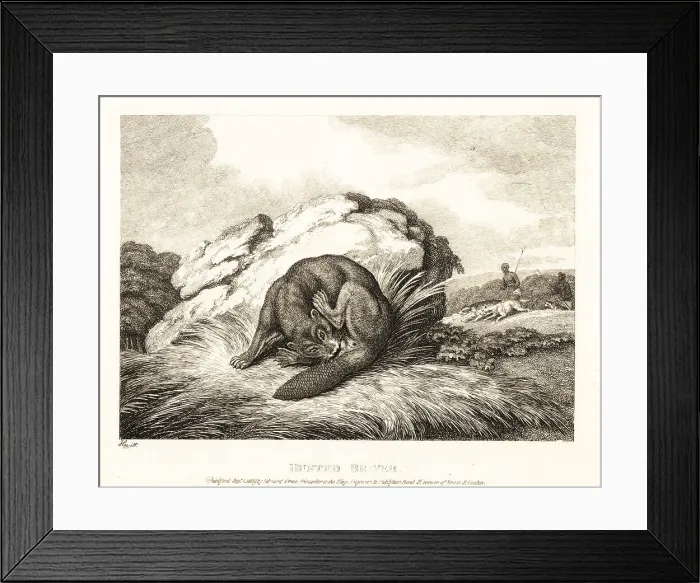 Framed Print : A beaver biting off its own tail to escape from hunters Framed Print : A beaver biting off its own tail to escape from hunters