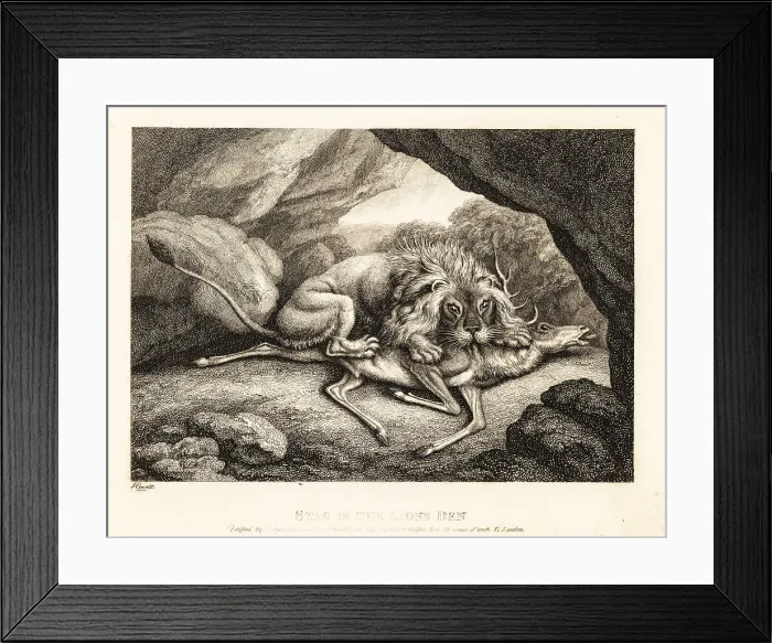 Framed Print : A lion eating the carcass of a stag in a cave Framed Print : A lion eating the carcass of a stag in a cave
