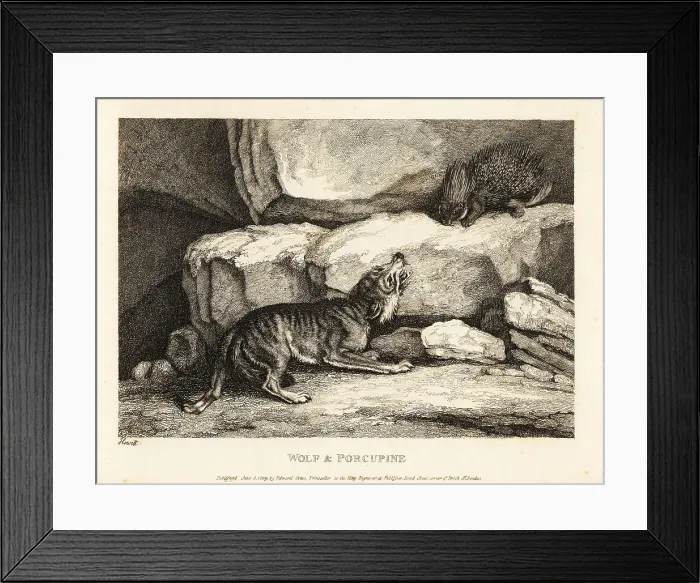 Framed Print : The wolf and the porcupine by Roger L'Estrange Framed Print : The wolf and the porcupine by Roger L'Estrange