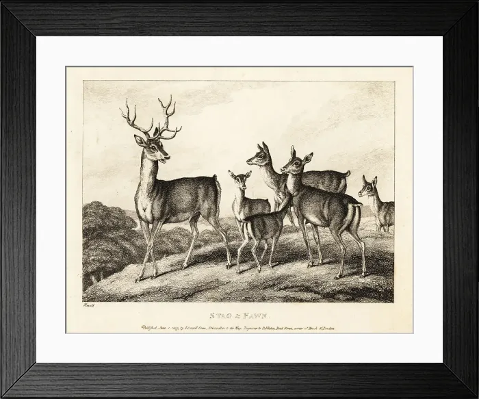 Framed Print : A stag with does and fawns. Stag and fawn Framed Print : A stag with does and fawns. Stag and fawn
