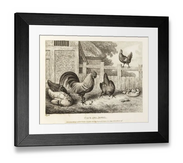 Framed Print : A rooster finds a precious jewel in a barnyard but discards it Framed Print : A rooster finds a precious jewel in a barnyard but discards it