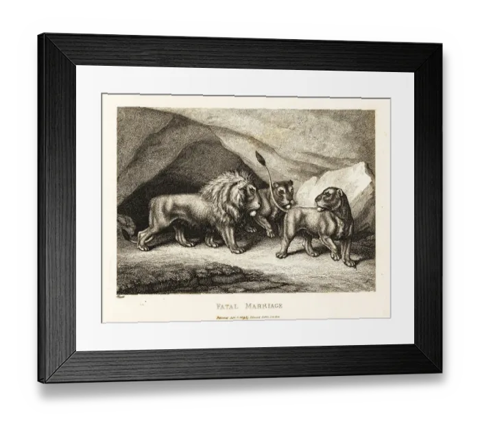 Framed Print : A young lioness crushing a mouse under its paw Framed Print : A young lioness crushing a mouse under its paw