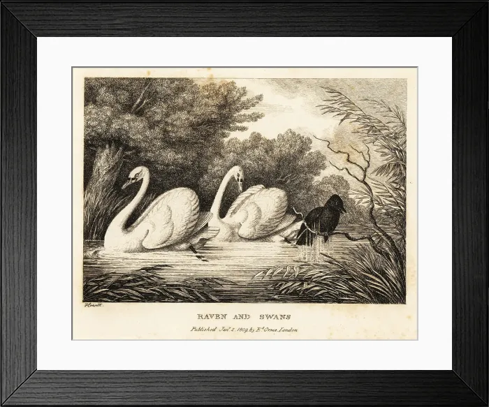 Framed Print : A raven tries to wash to be more like the white swans Framed Print : A raven tries to wash to be more like the white swans