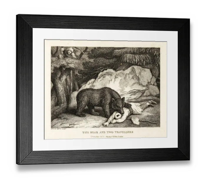 Framed Print : A traveller in turban plays dead while attacked by a bear Framed Print : A traveller in turban plays dead while attacked by a bear