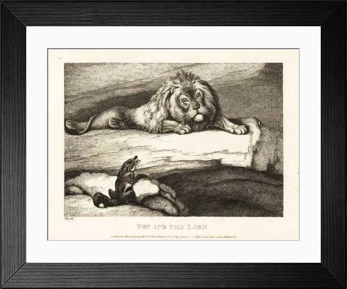 Framed Print : A fox foolishly approaching a male lion in his den Framed Print : A fox foolishly approaching a male lion in his den