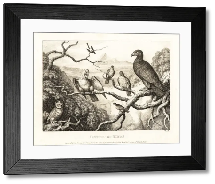Framed Print : An eagle presides over a court of birds in a tree Framed Print : An eagle presides over a court of birds in a tree