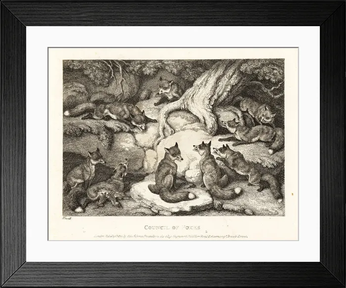 Framed Print : A pack of foxes meeting in a forest Framed Print : A pack of foxes meeting in a forest