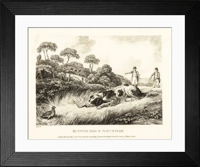 Framed Print : A setter creeps up on a game bird Framed Print : A setter creeps up on a game bird