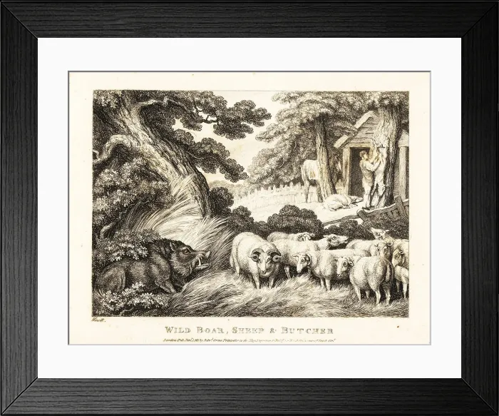 Framed Print : A flock of sheep wait for slaughter by a butcher Framed Print : A flock of sheep wait for slaughter by a butcher