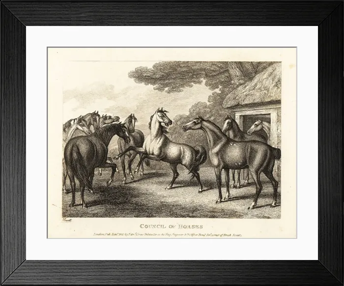 Framed Print : A young colt tries to stir a mutiny in the stables Framed Print : A young colt tries to stir a mutiny in the stables