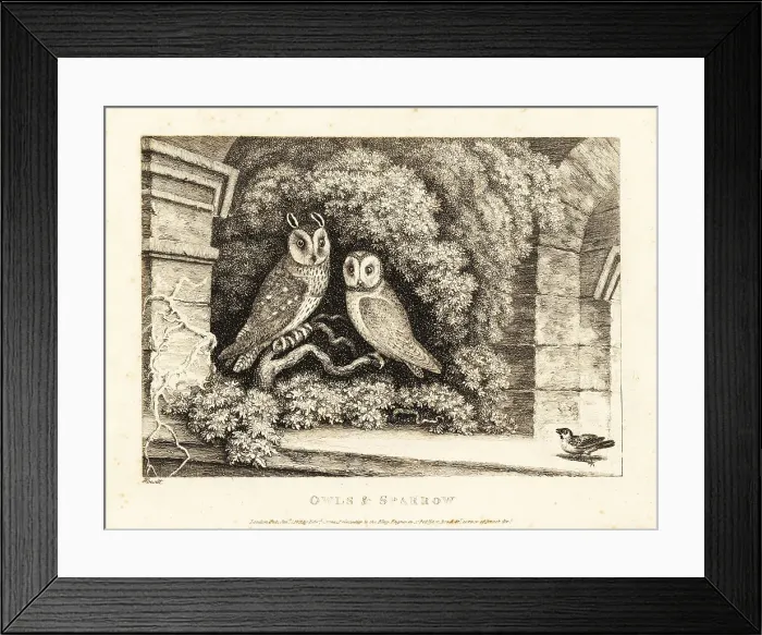 Framed Print : Two owls and a sparrow