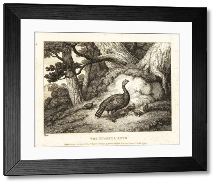 Framed Print : A turkey hen leads its chicks into the woods to eat ants Framed Print : A turkey hen leads its chicks into the woods to eat ants