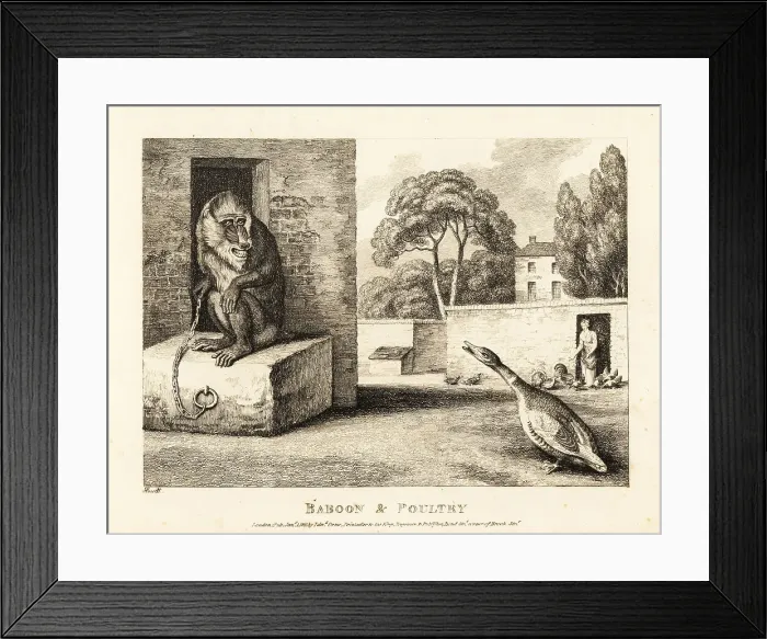 Framed Print : A goose insults a pet mandrill in a walled garden Framed Print : A goose insults a pet mandrill in a walled garden