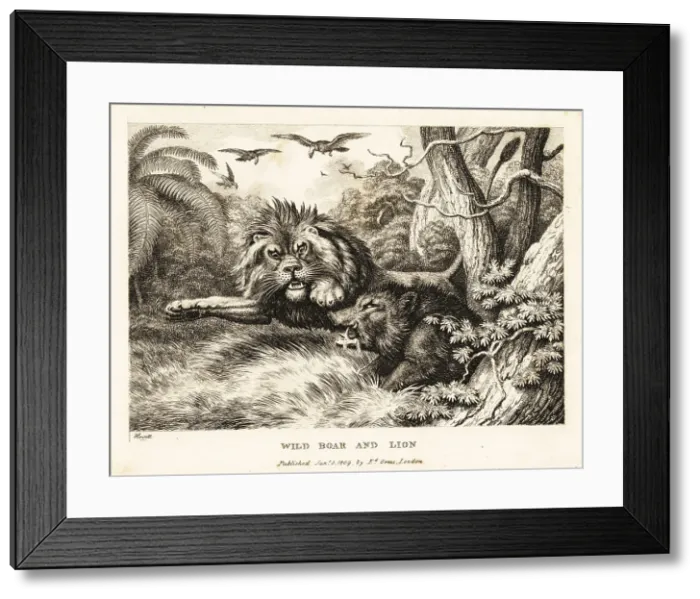 Framed Print : A lion and wild boar fight while vultures circle above Framed Print : A lion and wild boar fight while vultures circle above