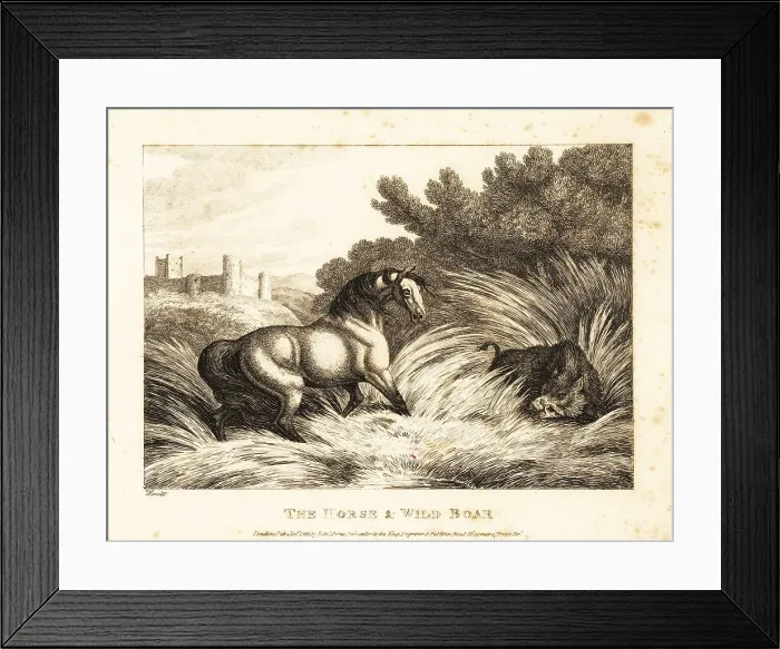 Framed Print : A horse and wild boar face off in a pasture Framed Print : A horse and wild boar face off in a pasture