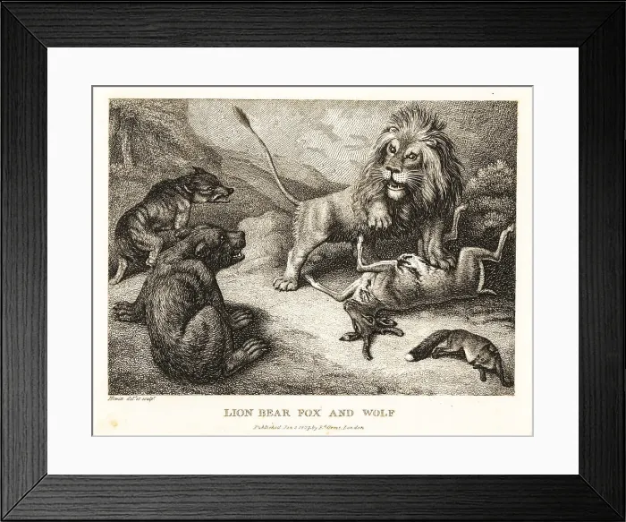 Framed Print : Lion, bear, wolf and fox fight over the carcass of a deer Framed Print : Lion, bear, wolf and fox fight over the carcass of a deer