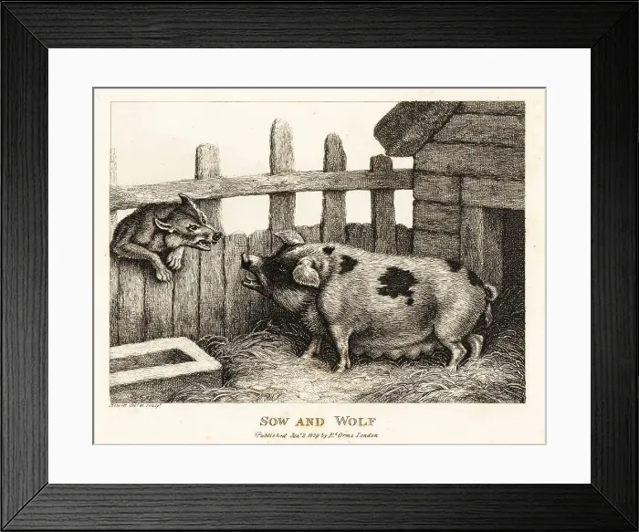 Framed Print : A large sow in a pig sty snarling at a wolf Framed Print : A large sow in a pig sty snarling at a wolf
