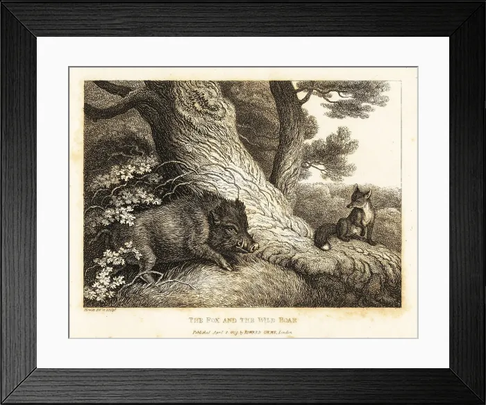 Framed Print : A fox watching a wild boar sharpen its tusks on a tree Framed Print : A fox watching a wild boar sharpen its tusks on a tree