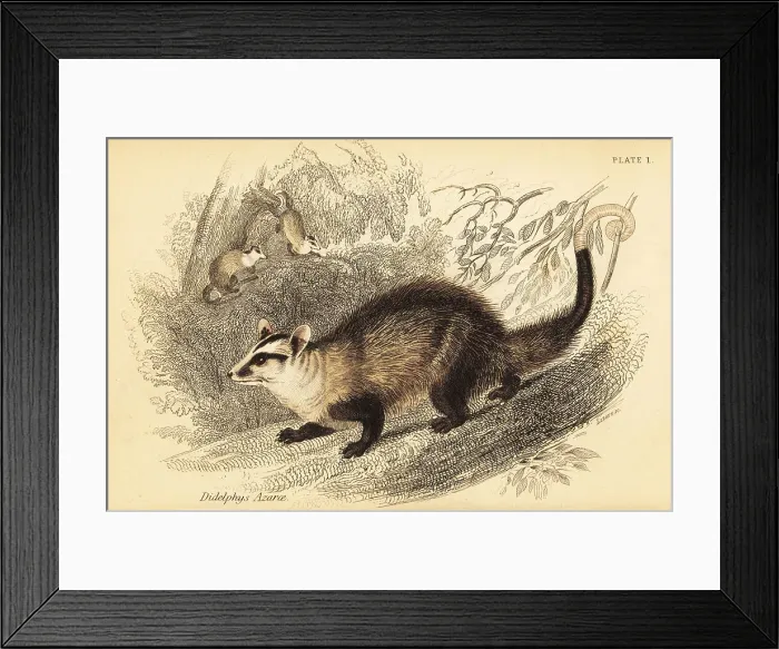 Framed Print : White-eared opossum, Didelphis albiventris Framed Print : White-eared opossum, Didelphis albiventris