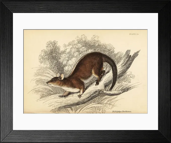 Framed Print : Derby's woolly opossum, Caluromys derbianus Framed Print : Derby's woolly opossum, Caluromys derbianus