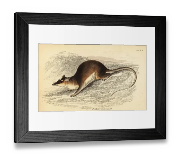 Framed Print : Brown four-eyed opossum, Metachirus nudicaudatus Framed Print : Brown four-eyed opossum, Metachirus nudicaudatus