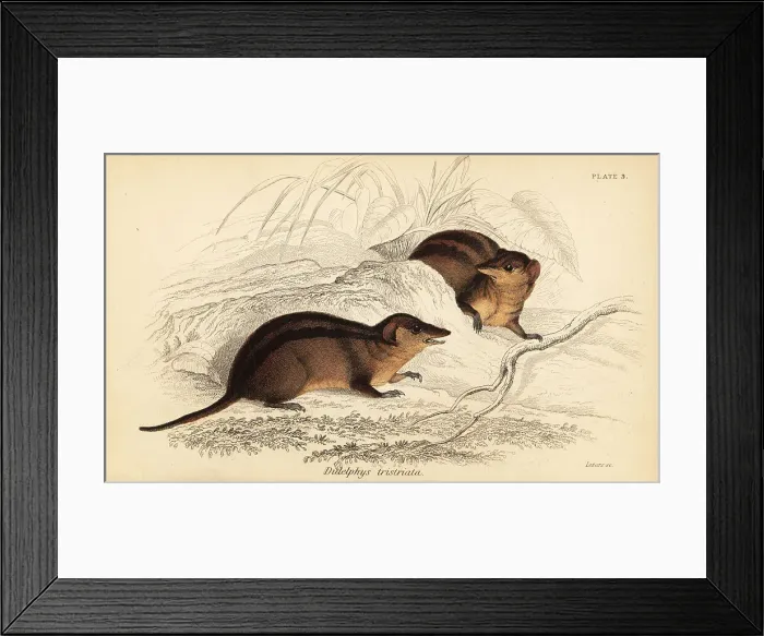Framed Print : Northern three-striped opossum, Monodelphis americana Framed Print : Northern three-striped opossum, Monodelphis americana