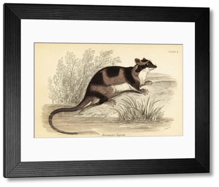 Framed Print : Water opossum or yapok, Chironectes minimus Framed Print : Water opossum or yapok, Chironectes minimus