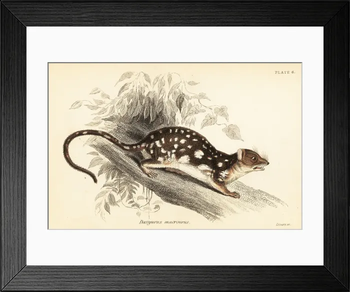 Framed Print : Tiger quoll, Dasyurus maculatus Framed Print : Tiger quoll, Dasyurus maculatus