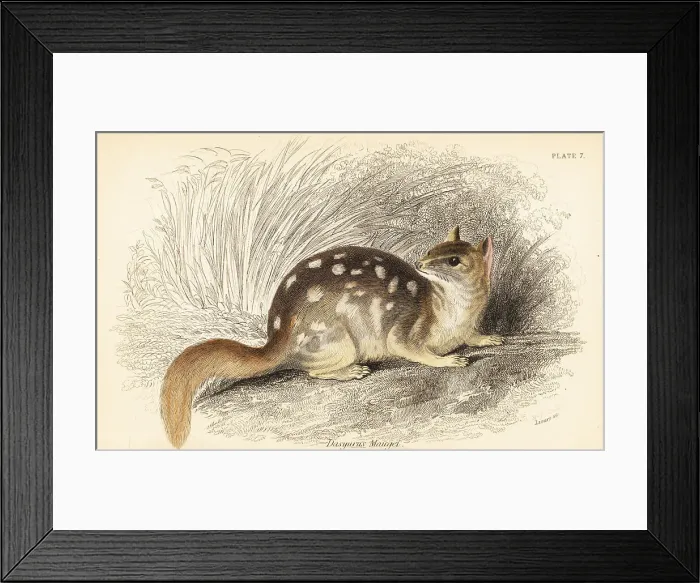 Framed Print : Eastern quoll, Dasyurus viverrinus. Endangered Framed Print : Eastern quoll, Dasyurus viverrinus. Endangered