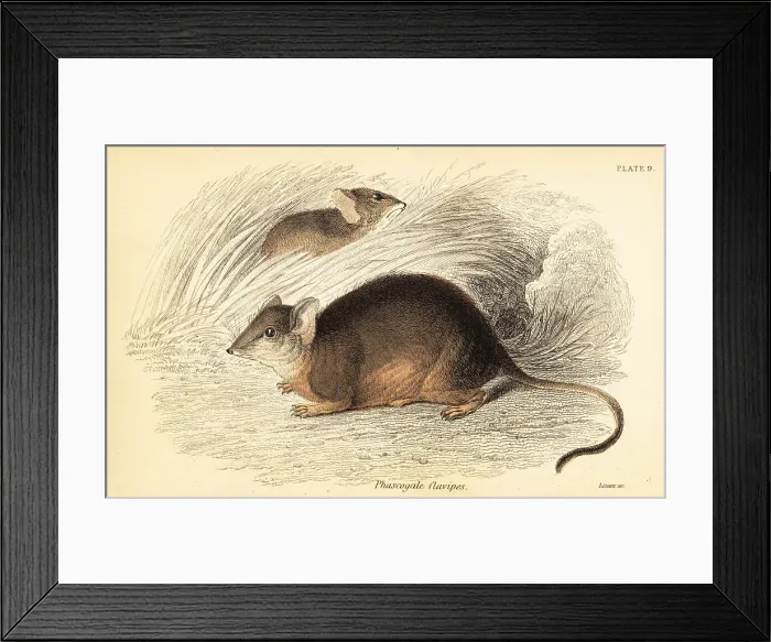 Framed Print : Mardo or yellow-footed antechinus, Antechinus flavipes Framed Print : Mardo or yellow-footed antechinus, Antechinus flavipes