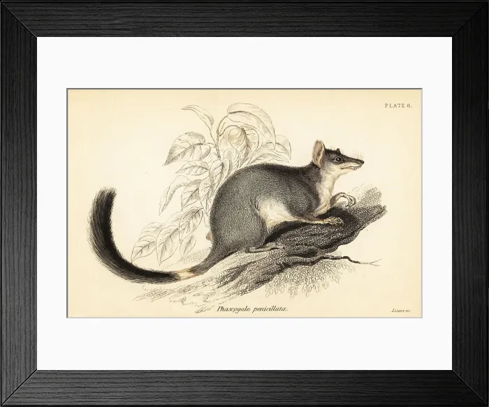 Framed Print : Tuan or common wambenger, Phascogale tapoatafa Framed Print : Tuan or common wambenger, Phascogale tapoatafa
