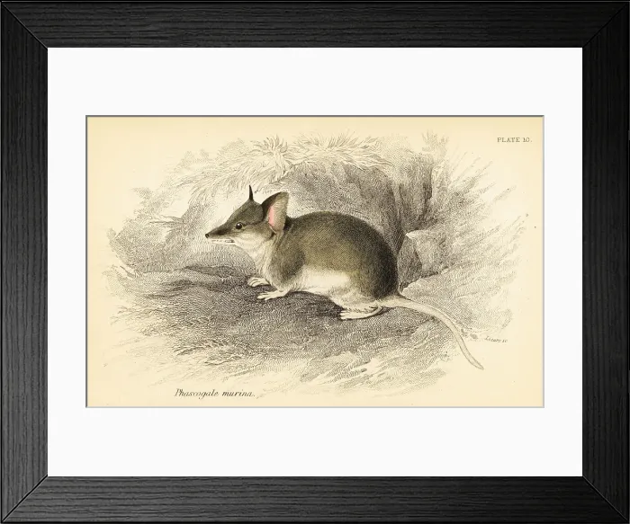 Framed Print : Common dunnart, Sminthopsis murina Framed Print : Common dunnart, Sminthopsis murina
