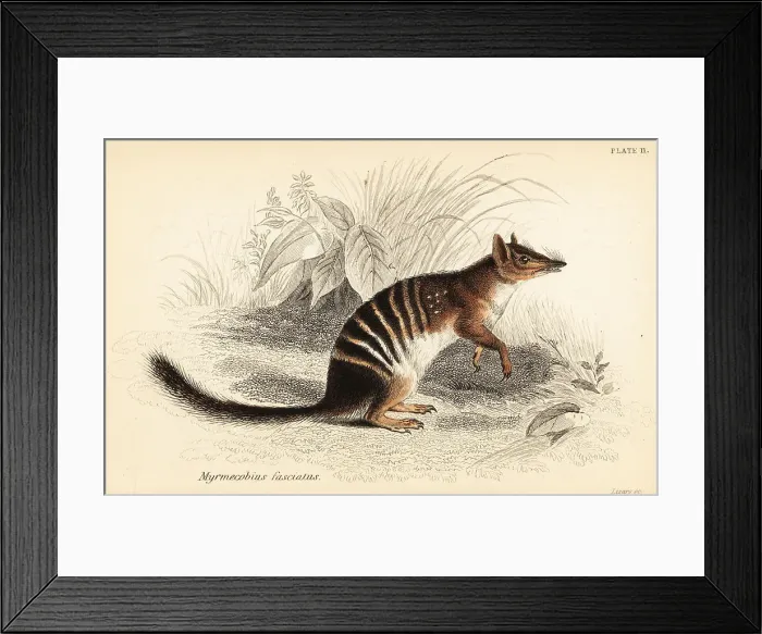 Framed Print : Numbat, Myrmecobius fasciatus. Endangered Framed Print : Numbat, Myrmecobius fasciatus. Endangered
