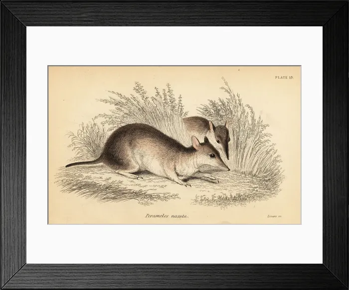 Framed Print : Long-nosed bandicoot, Perameles nasuta Framed Print : Long-nosed bandicoot, Perameles nasuta