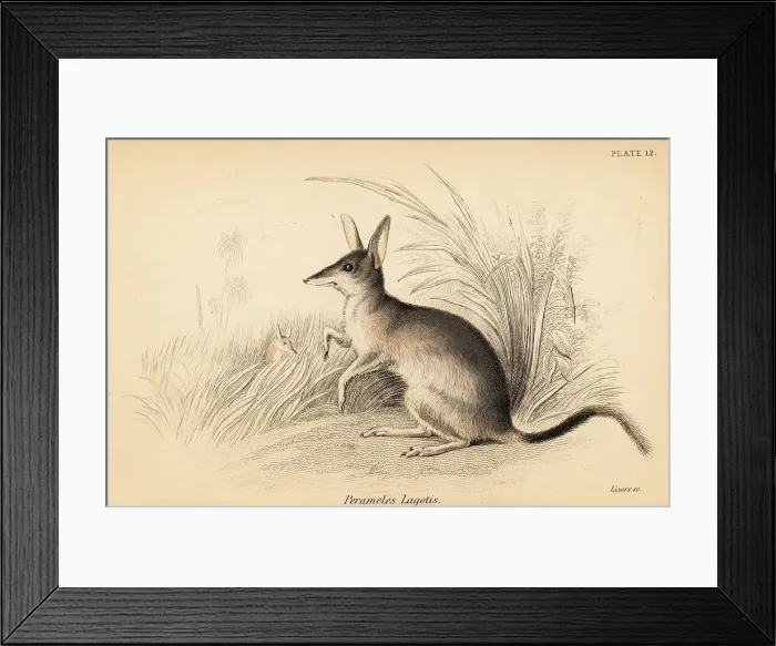 Framed Print : Greater bilby, Macrotis lagotis. Endangered Framed Print : Greater bilby, Macrotis lagotis. Endangered
