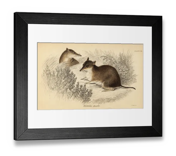 Framed Print : Southern brown bandicoot, Isoodon obesulus. Endangered Framed Print : Southern brown bandicoot, Isoodon obesulus. Endangered