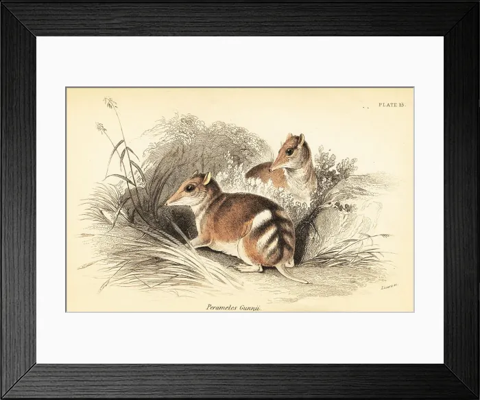 Framed Print : Eastern barred bandicoot, Perameles gunnii Framed Print : Eastern barred bandicoot, Perameles gunnii