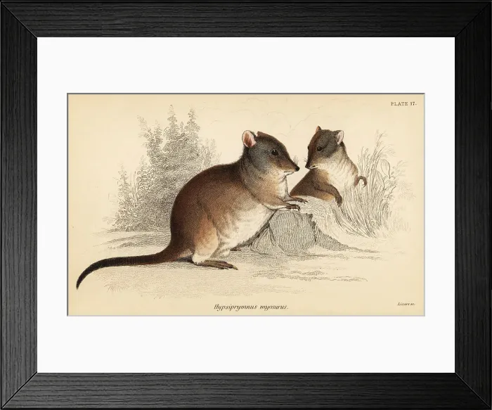 Framed Print : Long-nosed potoroo, Potorous tridactylus tridactylus Framed Print : Long-nosed potoroo, Potorous tridactylus tridactylus