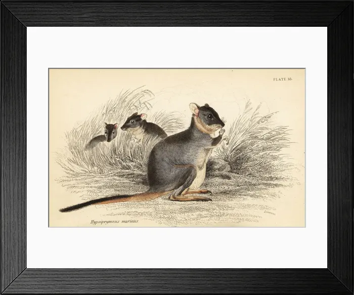 Framed Print : Long-footed potoroo, Potorous longipes. Vulnerable