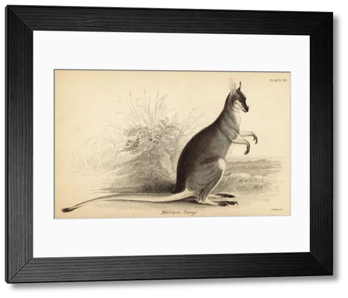 Framed Print : Whiptail wallaby, Macropus parryi Framed Print : Whiptail wallaby, Macropus parryi