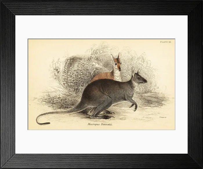 Framed Print : Red-necked wallaby, Macropus rufogriseus Framed Print : Red-necked wallaby, Macropus rufogriseus