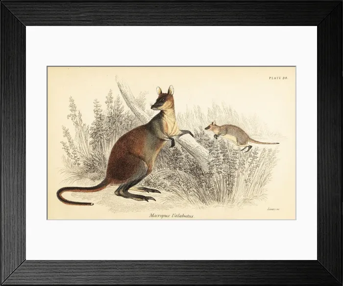 Framed Print : Swamp wallaby, Wallabia bicolor Framed Print : Swamp wallaby, Wallabia bicolor