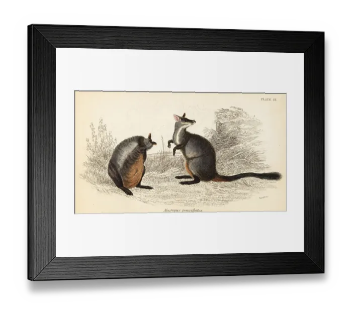 Framed Print : Brush-tailed rock-wallaby, Petrogale penicillata Framed Print : Brush-tailed rock-wallaby, Petrogale penicillata