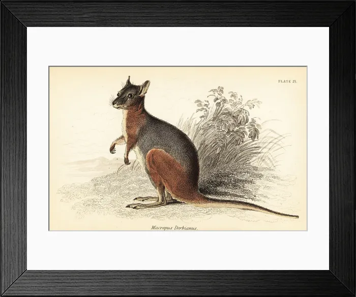 Framed Print : Tammar wallaby, Macropus eugenii