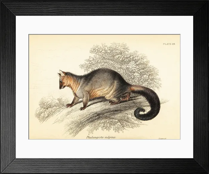 Framed Print : Common brushtail possum, Trichosurus vulpecula Framed Print : Common brushtail possum, Trichosurus vulpecula