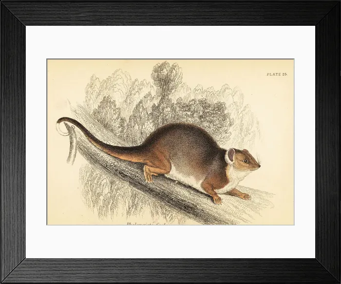 Framed Print : Common ringtail possum, Pseudocheirus peregrinus Framed Print : Common ringtail possum, Pseudocheirus peregrinus
