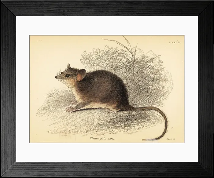 Framed Print : Eastern pygmy possum, Cercartetus nanus Framed Print : Eastern pygmy possum, Cercartetus nanus