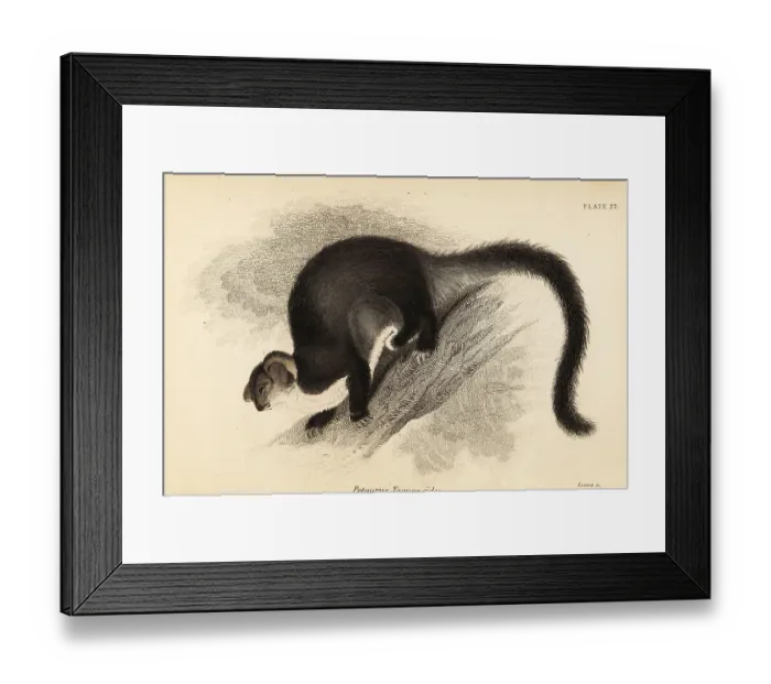 Framed Print : Greater glider, Petauroides volans Framed Print : Greater glider, Petauroides volans