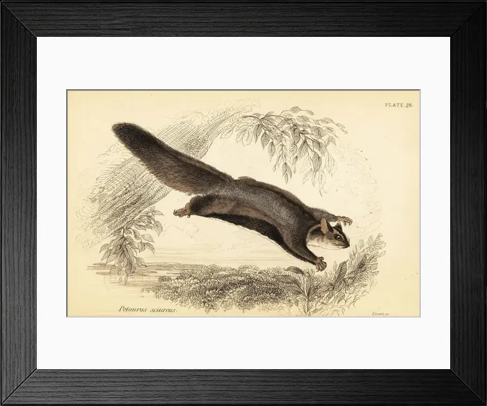 Framed Print : Squirrel glider, Petaurus norfolcensis Framed Print : Squirrel glider, Petaurus norfolcensis